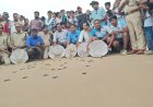 సిక్కోలు తీరం..  ఆలివ్ రిడ్లేలకు పుట్టినిల్లు..