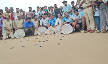 సిక్కోలు తీరం..  ఆలివ్ రిడ్లేలకు పుట్టినిల్లు..